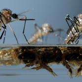 Multiple Aedes aegypti emerging from pupae (Derric Nimmo, Oxitec)